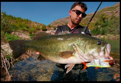 Fishus Cerberus Lite
