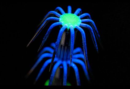 Fishus Lures : Trollink Shallow - Squid Lures