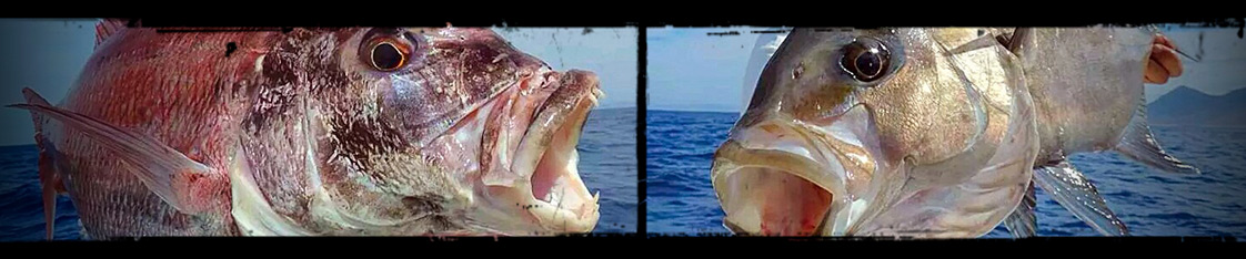 Fishus Lures : Lures mettalici