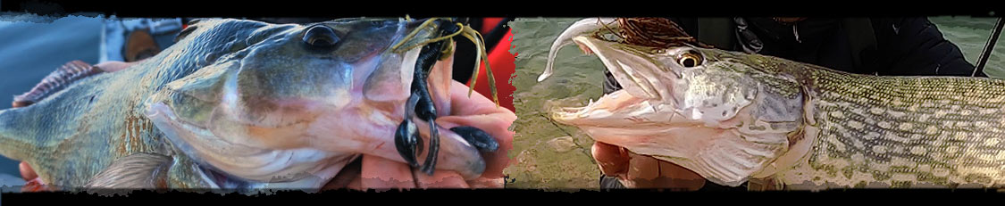 Fishus Lures : Lures morbidi