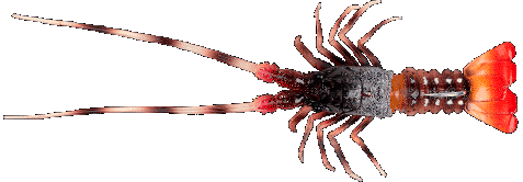 Fishus The Lobster -BL -  Brown Lobster