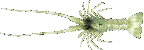 Fishus The Lobster -GL -  Green Lobster