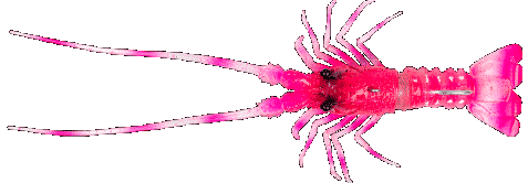 Fishus The Lobster -PL -  Pink Lobster