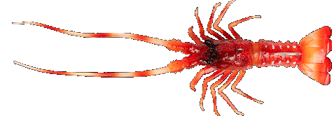 Fishus The Lobster -RL -  Red Lobster