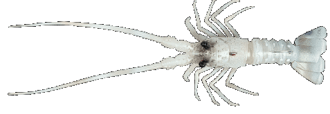 Fishus The Lobster -WL -  White Lobster