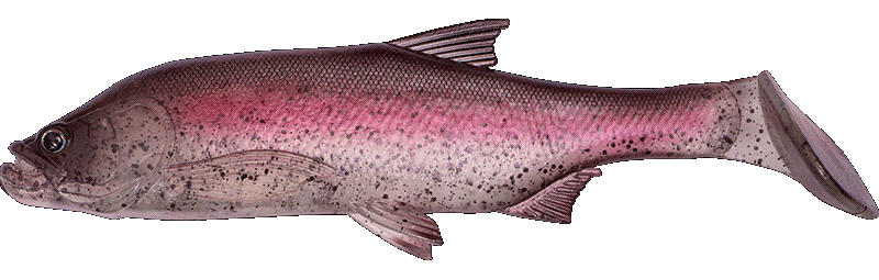 Fishus Cerberus Shad -MT - Magic Trout