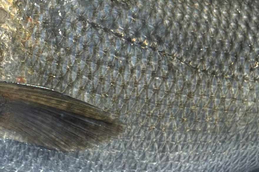 Espetit Ballast Minnow